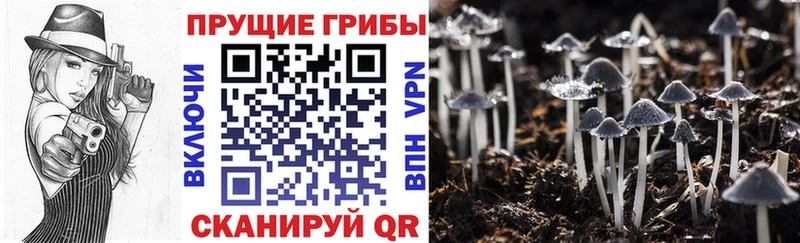 Псилоцибиновые грибы мицелий Омск